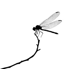 dragonfly silhouette on branch vector illustration