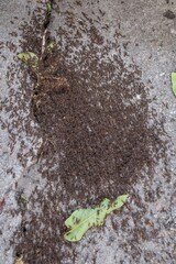 Large Ant Swarm on Asphalt – Macro Photo of Crawling Insects Outdoors
