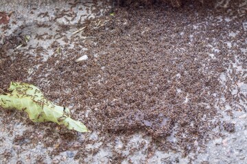 Large Ant Swarm on Asphalt – Macro Photo of Crawling Insects Outdoors
