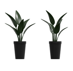 심플한 인테리어 화분 식물 3D 일러스트 / 3D Potted Indoor Plant Illustration