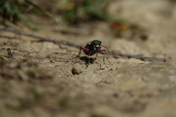 the green tiger beetle  (Cicindela campestris)