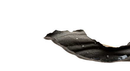 Dried seaweed floating in the water isolated PNG with Transparent Background