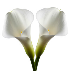 white calla lily isolated