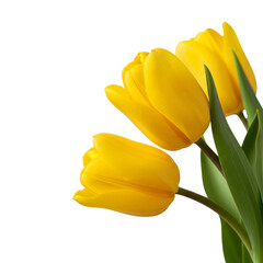 yellow tulip isolated on white