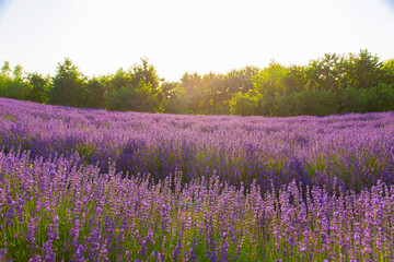 Lavendelfeld Lavendel