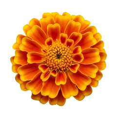 orange dahlia flower isolated on white