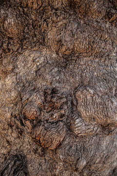 Bulging bark on the trunk of a box tree in the bush