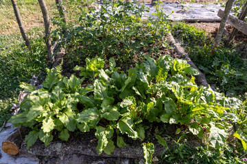 A garden with a variety of plants including spinach and tomatoes. The spinach is growing in a...