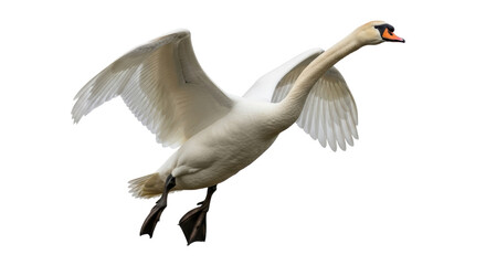 Isolated Flying Swan