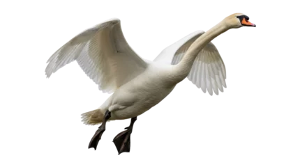 Gardinen Schwan Isolated Flying Swan  © Stefan