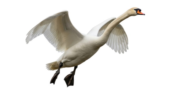 Isolated Flying Swan