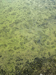 Duckweed floating on the surface of a tranquil pond, creating a lush green carpet, with sunlight filtering through the water, serene aquatic environment, Marshland landscape