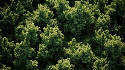 Naklejka premium Fir forest seen from above with dense green foliage