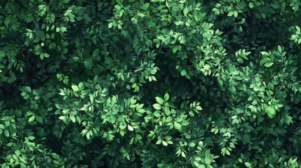 Fototapeta premium Fir forest seen from above with dense green foliage