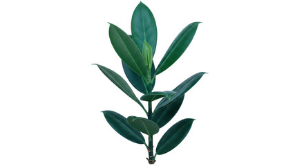 Isolated Rubber Plant Stem