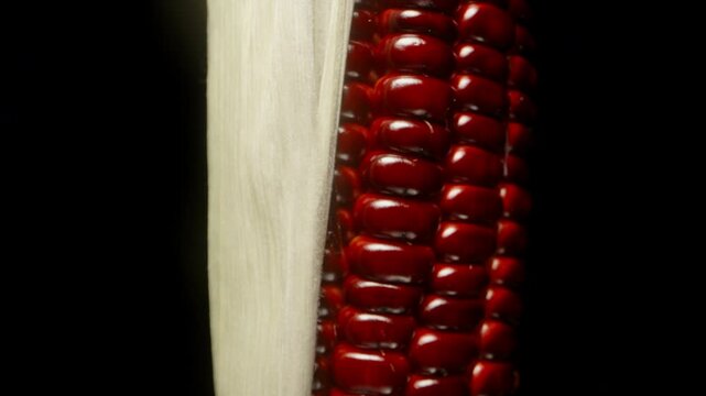 Red Corn Cob Rotating and Slowly Zooming Out in Vertical Orientation With Partially Exposed Husk on Black Background, Studio Isolated, Wholegrain Nutrition Concept