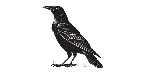 Detailed black bird standing on grass in a striking silhouette style