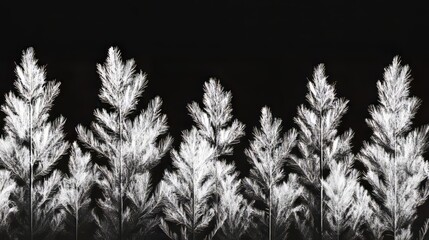 Fir tree silhouettes with coniferous horizontal background pattern