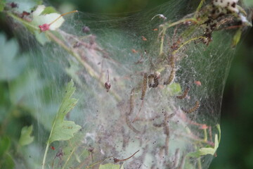 Netz mit Larven