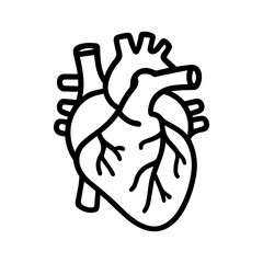 anatomical heart icon vector on white background
Human anatomical organ