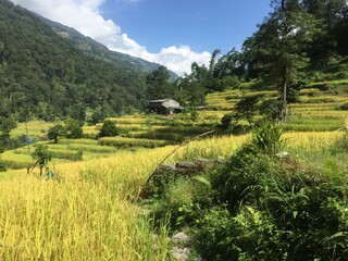 Nepal, Annapurna Range Foothills Green Rice Terraces Amidst Picturesque Forested Hills Under a...