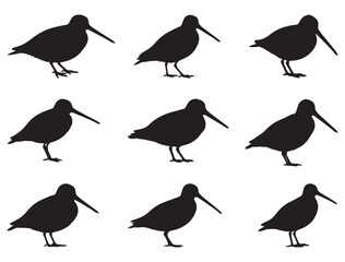 SNIPE BIRD SILHOUETTE