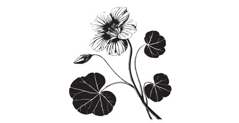 Elegant nasturtium flower and leaves in detailed black and white silhouette