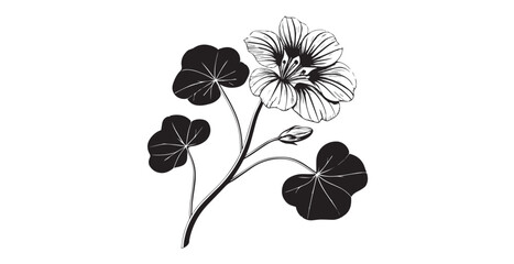 Elegant nasturtium flower and leaves in black and white silhouette