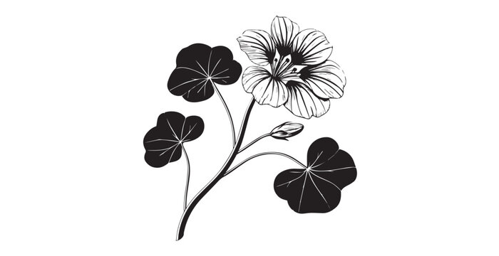 Elegant nasturtium flower and leaves in black and white silhouette