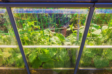 Cucumber plants with climbing net growing inside greenhouse behind slightly dusty transparent...