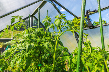 Tomato plants growing tall inside greenhouse with support stakes and open window on sunny summer...
