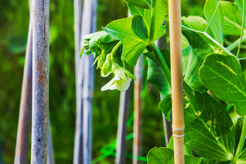 Blooming pea flower growing on green vine supported by bamboo sticks in summer vegetable garden. Sweden.