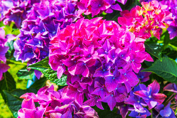 Close up view of vibrant pink and purple hydrangea flowers blooming in summer garden with green leaves. Sweden.