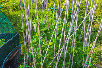 Green pea plants climbing on bamboo trellises in sunny garden with net-covered raised garden bed. Sweden.
