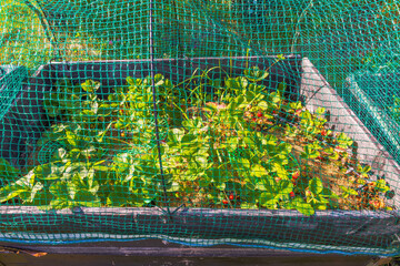 Strawberry plants growing in raised garden bed covered with green protective netting in sunlight....