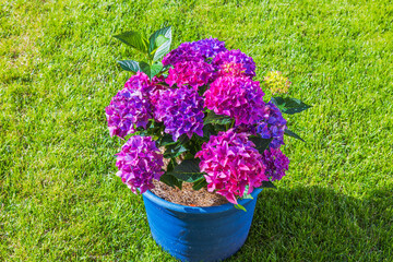 Bright pink and purple hydrangea flowers blooming in blue pot placed on green summer lawn. Sweden.