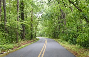 An empty and quiet winding road through a lush green trees