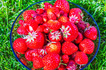 Close up top view of ripe garden strawberries in glass bowl on green grass in summer sunlight. Sweden.