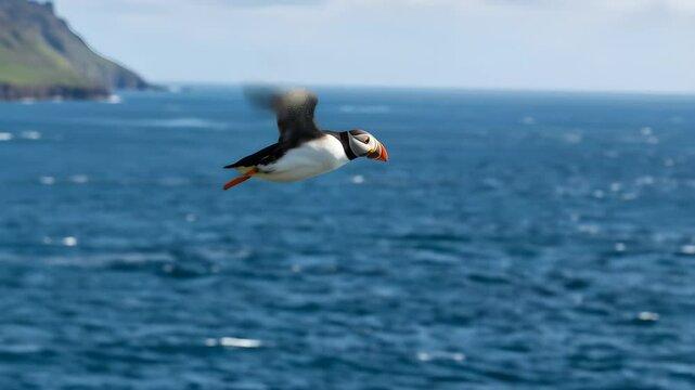 Colorful Atlantic Puffin Flying Over Ocean Cliffs with Open Wings