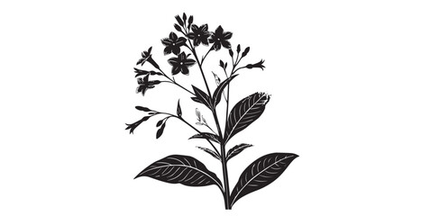 Detailed black and white botanical illustration of a flowering plant silhouette