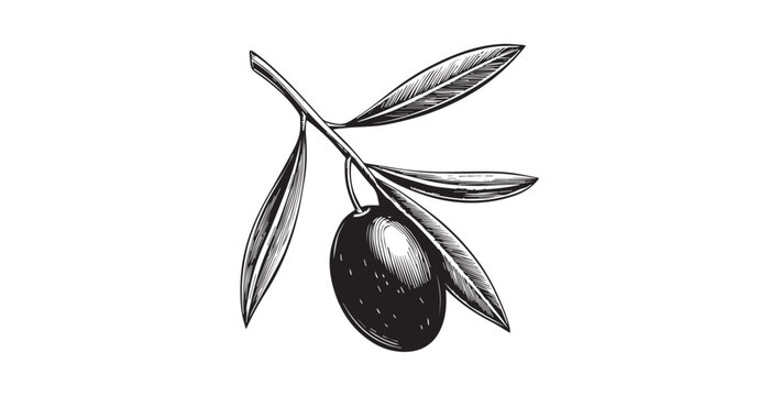 Detailed black and white illustration of a single olive on a branch with leaves silhouette