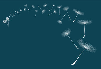 Vector illustration dandelion seed blowing in the wind. Dandelion on a blue background.