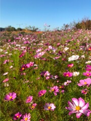 Obraz premium 코스모스 무리3