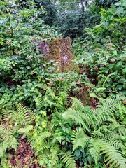A fern in the forest near an old rotten stump covered in moss.