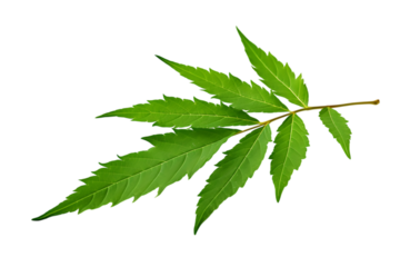 A single green leaf branch with serrated edges isolated on transparent background