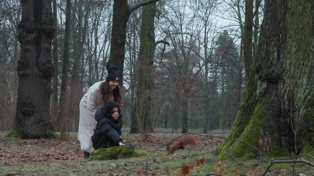 A wild squirrel climbs down a large tree trunk to bravely take a nut from a patient boy's hand. A mother watches her son's successful connection with wildlife in a winter forest park.