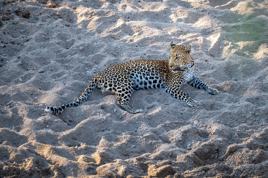 A young leopardess rests peacefully in the river sand aware of happenings in the bush nearby. 