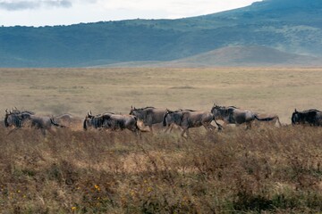 Running wildebeest during the Great Migration – Ngorongoro Crater, Tanzania