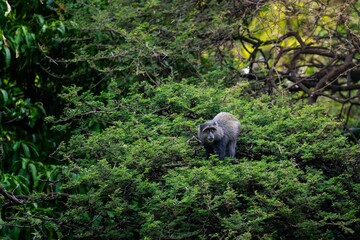 Blue monkey in dense forest – Lake Manyara, Tanzania