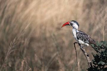 Northern Red-billed Hornbill on Watch – Serengeti, Tanzania